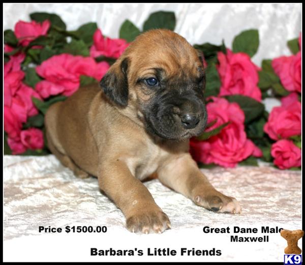 Puppies in Scottsville